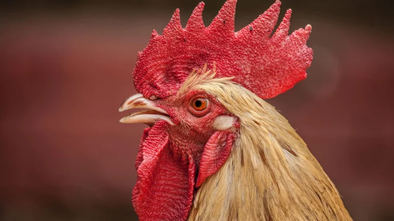 Top 10 Web Designs That Will Rule The Roost In 2022