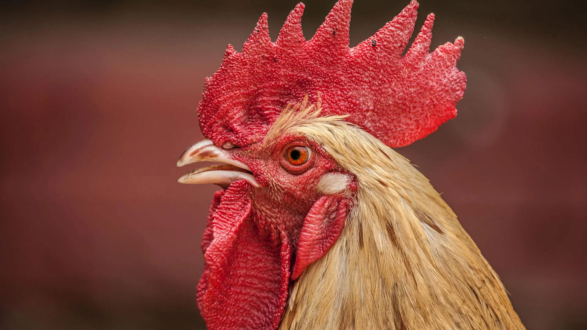 Top 10 Web Designs That Will Rule The Roost In 2022